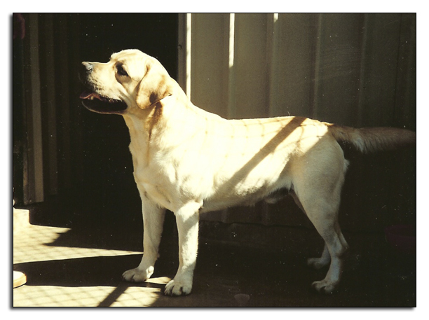 Beau in quarantine after arriving in Hawaii 1996