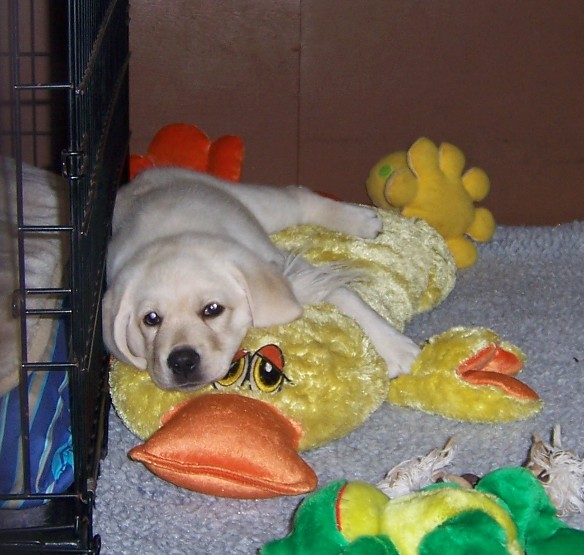 Bellamy at 8 weeks with Duck