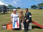 Chase takes Best in Show April 14, 2012 with Handler Marc Kelly at Windward Show