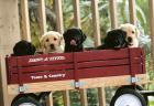 Lab puppies in Wagon