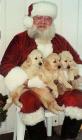 Puppies with Santa